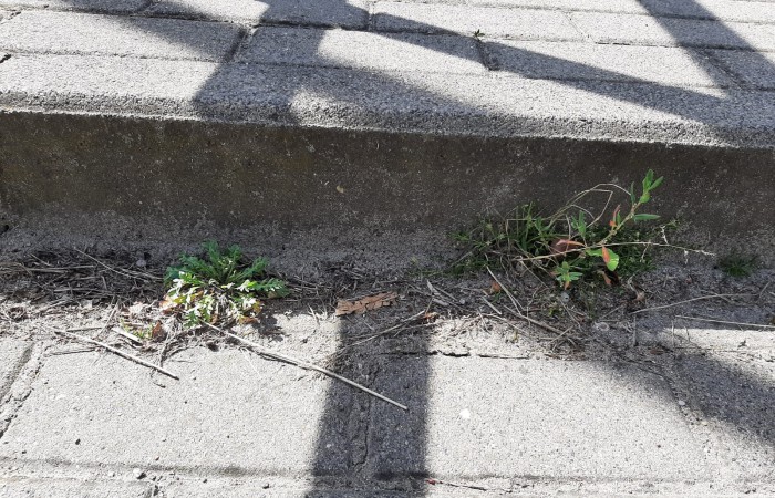 rośliny przy krawężniku 