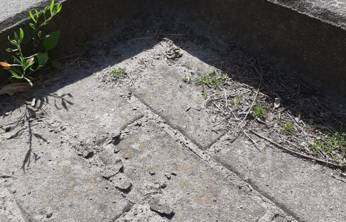 zdjęcie kostki brukowej z roślianmi