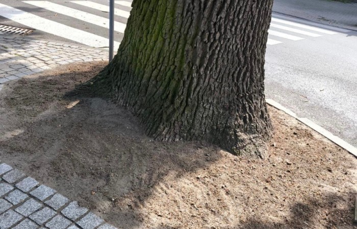 drzewo pomiędzy kostką brukową