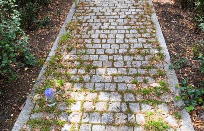 osoba usuwa chwasty z mocno obrośniętej drogi z kostki brukowej