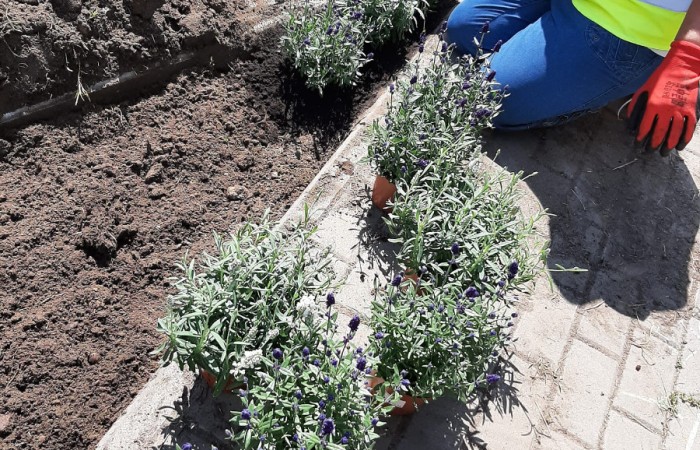 osoba sadzi rośliny