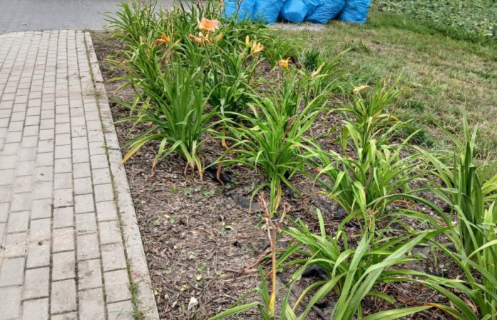 w tle osoba odpoczywa w samochodzie cis-u, z przodu widać wkopane rośliny