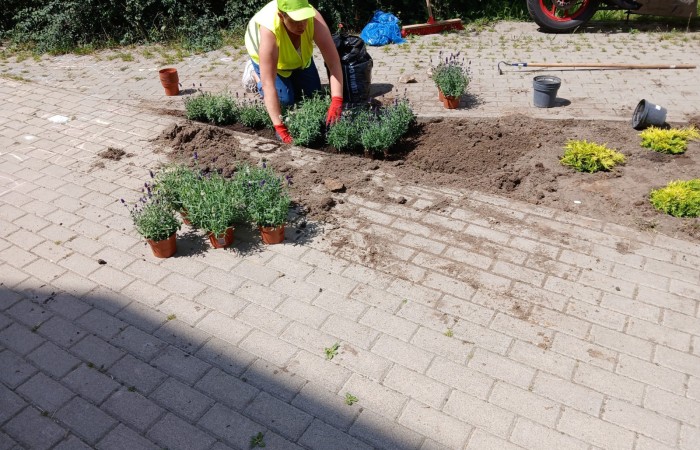 osoba wkopuje rośliny