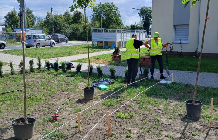 osoby przygotowują teren pod sadzenie roślin