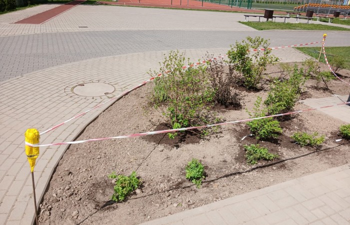 uporządkowane rośliny odgrodzone taśmą