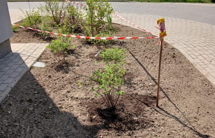 podlane rośliny odgrodzone taśmą