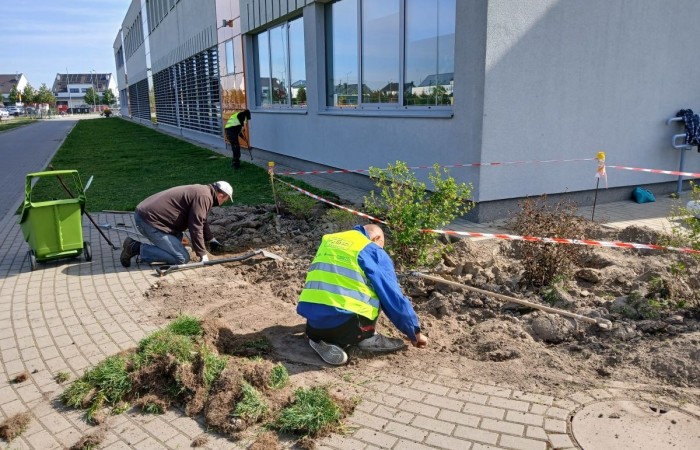 grupa osob oszczyszcza chodnik z trawy