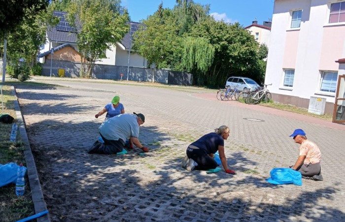 osoby usuwają chwasty z kostki brukowej