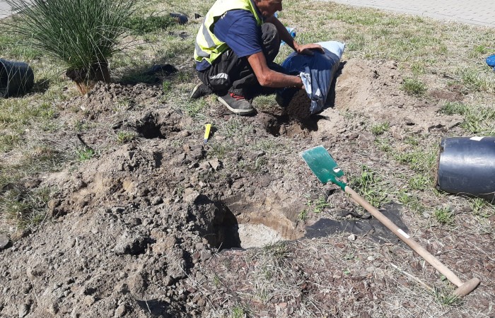 osoba wkopuje drzewa