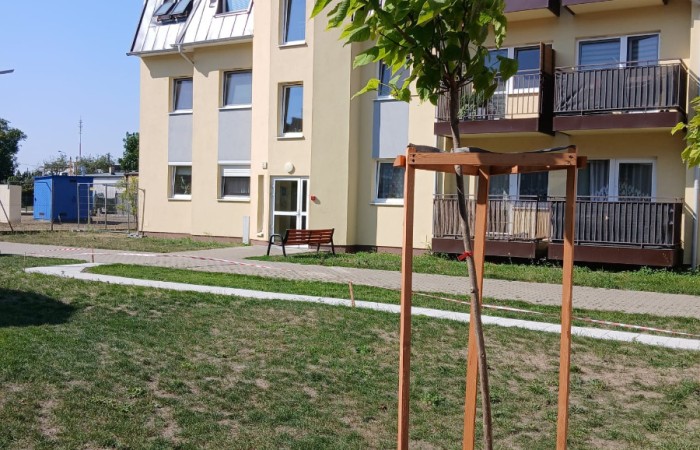 drzewo zabezpieczone deskami