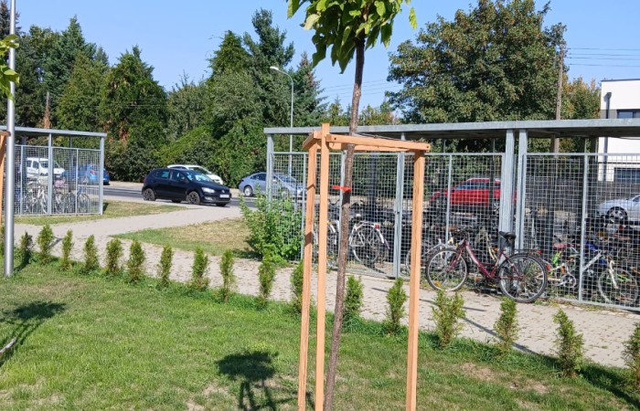 drzewo zabezpieczone deskami