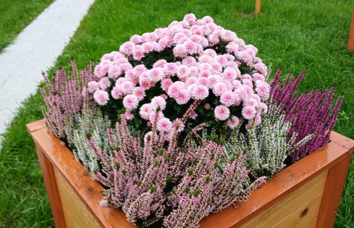 Drewniana donica z wrzosami i różowymi kwiatami na zielonym trawniku. W tle widoczne są inne ozdobne donice i pergole